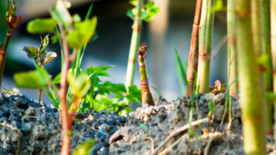 Japanese Knotweed Identification Mistakes That Could Cost You Thousands