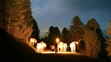 nightshade paralysis overview guide