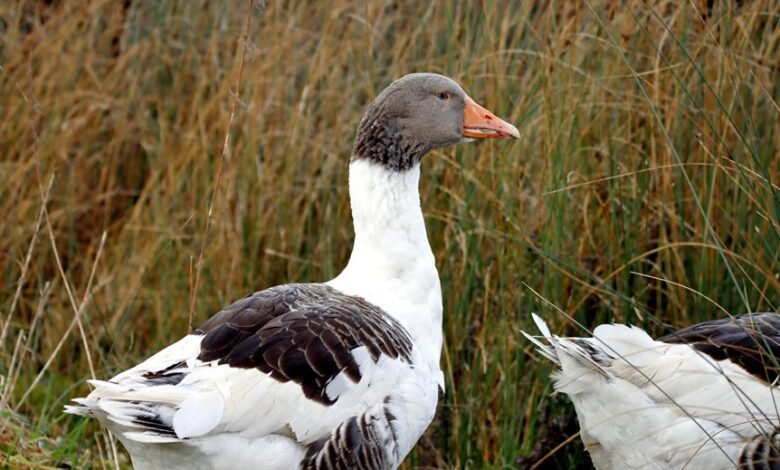 therapeutic services and profile