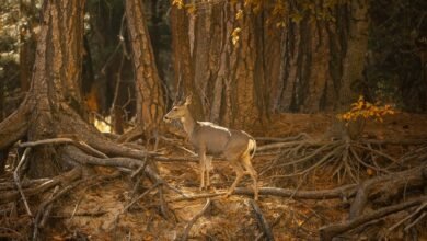 centralized identifier integrity log