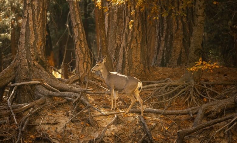 centralized identifier integrity log