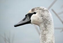 controlled dataset identification summary