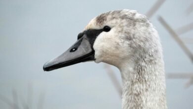 controlled dataset identification summary