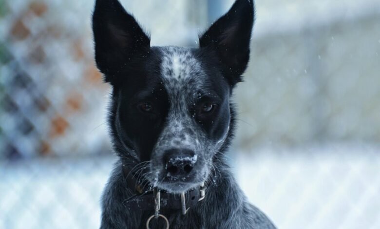 alert contact number provided