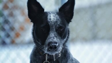 contact alert phone number